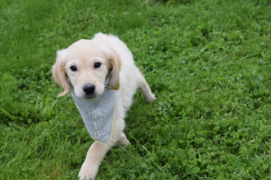 Retriever Golden (reu) 46941