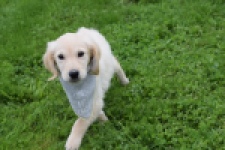 Retriever Golden (reu) 46941