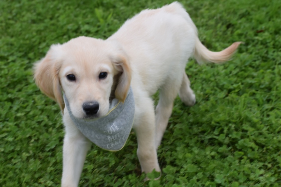Retriever Golden (reu) 46941