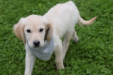 Retriever Golden (reu) 46941