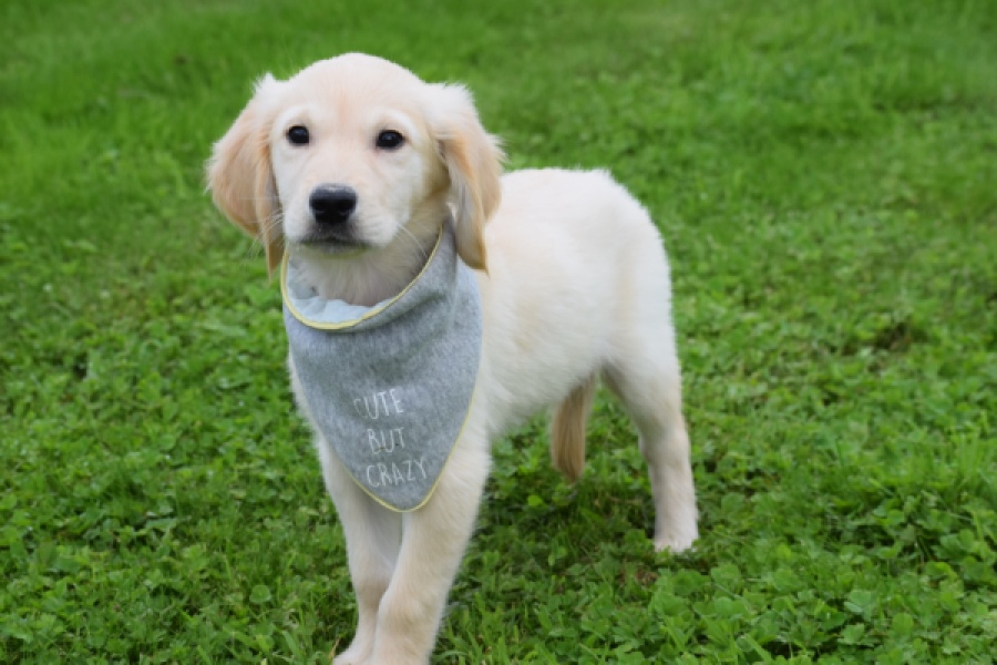 Retriever Golden (reu) 46941