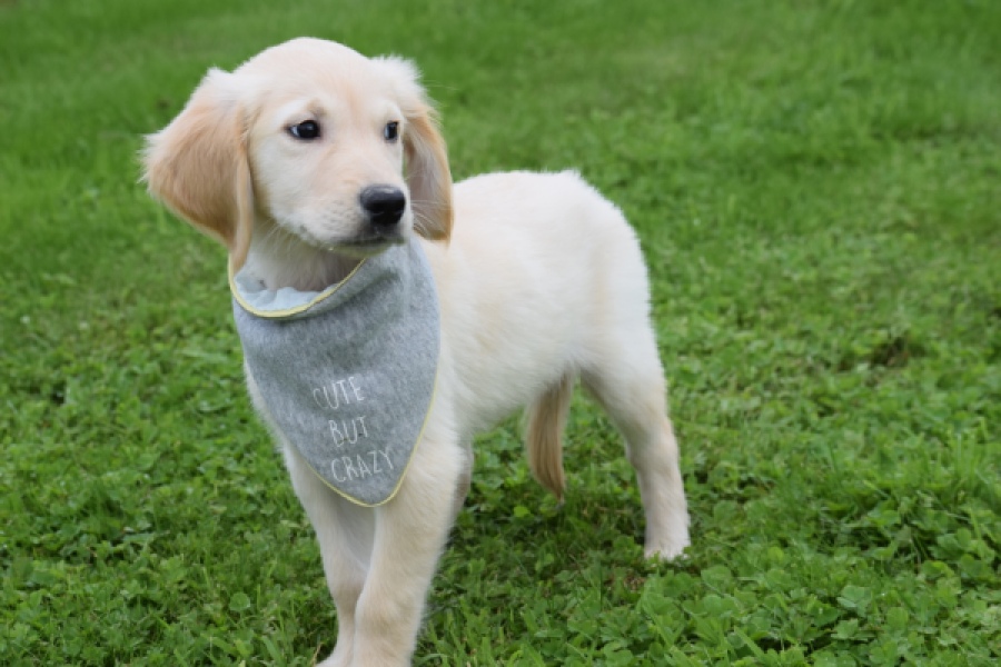 Retriever Golden (reu) 46941
