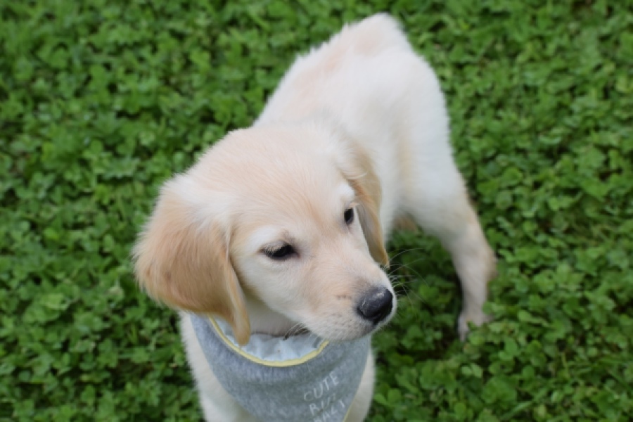 Retriever Golden (reu) 46941