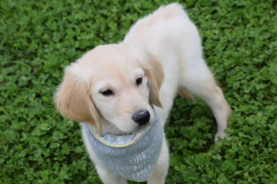 Retriever Golden (reu) 46941