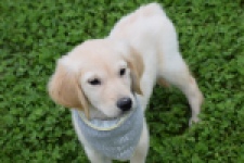 Retriever Golden (reu) 46941