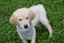 Retriever Golden (reu) 46941