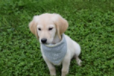 Retriever Golden (reu) 46941