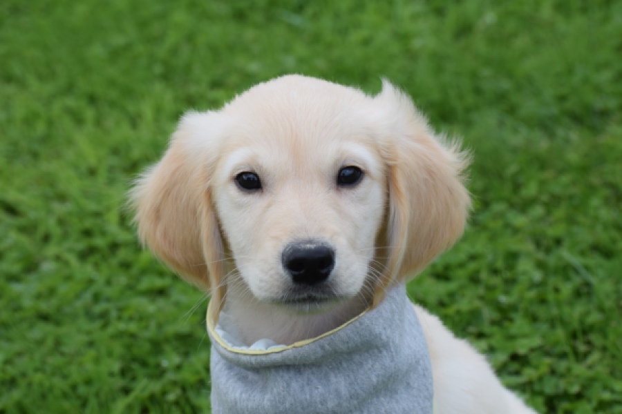 Retriever Golden (reu) 46941