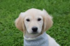 Retriever Golden (reu) 46941