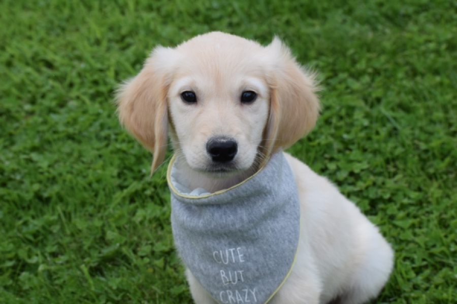Retriever Golden (reu) 46941
