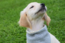 Retriever Golden (reu) 46941
