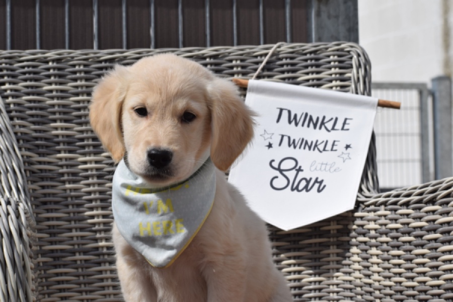 Retriever Golden (teef) 47060