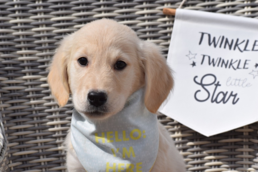 Retriever Golden (teef) 47060