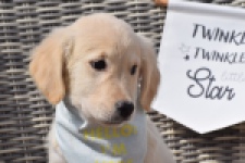 Retriever Golden (teef) 47060