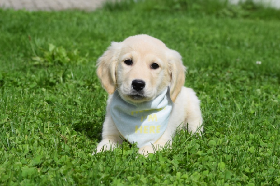 Retriever Golden (teef) 47060