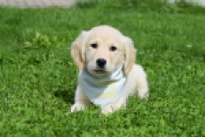 Retriever Golden (teef) 47060