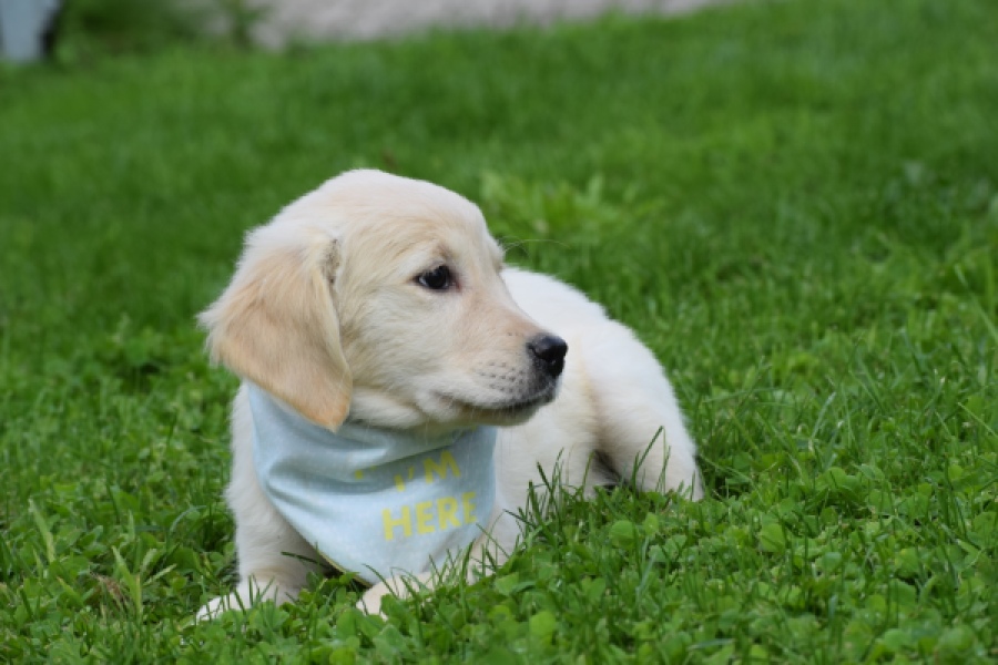 Retriever Golden (teef) 47060