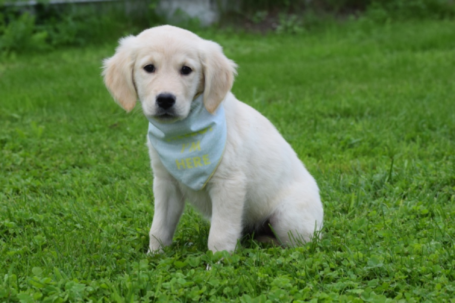 Retriever Golden (teef) 47060