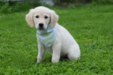 Retriever Golden (teef) 47060