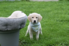 Retriever Golden (teef) 47060