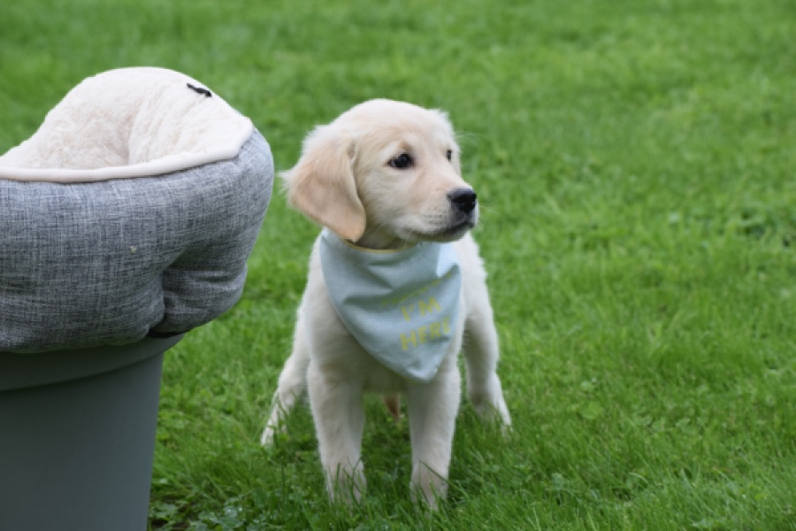Retriever Golden (teef) 47060