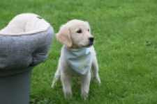 Retriever Golden (teef) 47060