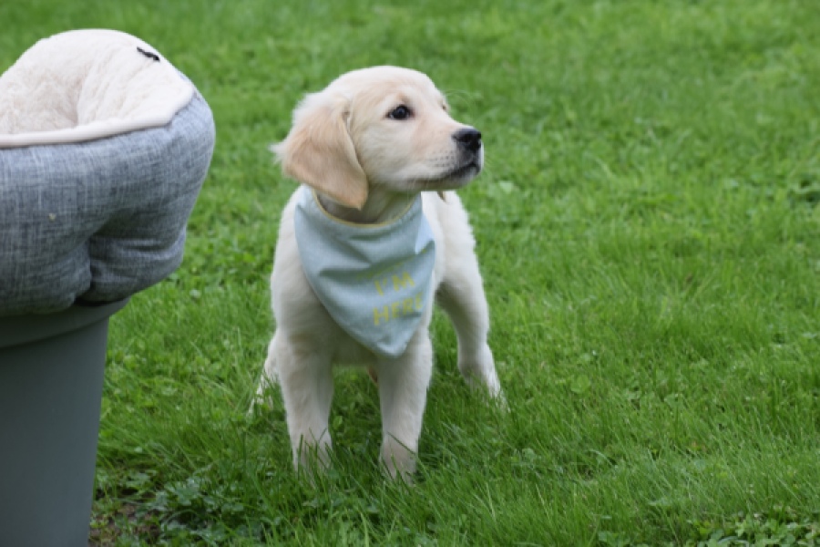 Retriever Golden (teef) 47060