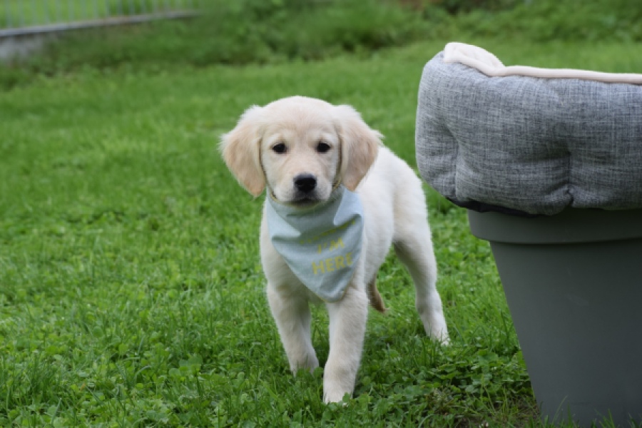 Retriever Golden (teef) 47060