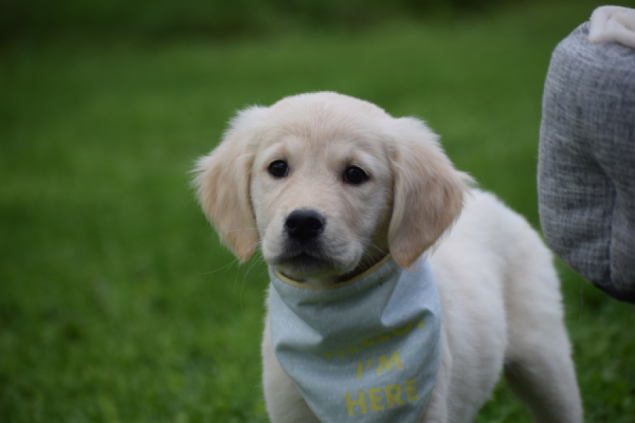 Retriever Golden (teef) 47060