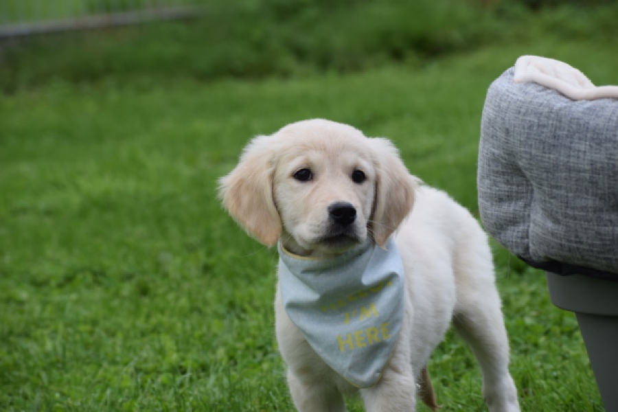 Retriever Golden (teef) 47060