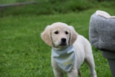 Retriever Golden (teef) 47060