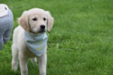 Retriever Golden (teef) 47060