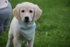 Retriever Golden (teef) 47060
