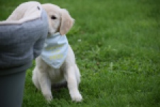 Retriever Golden (teef) 47060