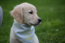 Retriever Golden (teef) 47060