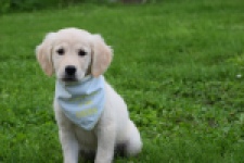 Retriever Golden (teef) 47060