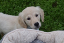 Retriever Golden (teef) 47060