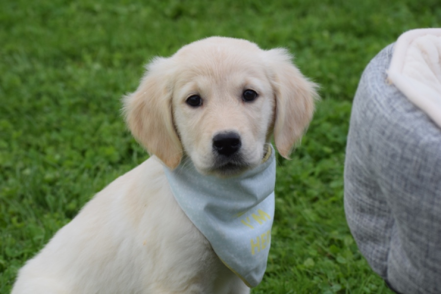 Retriever Golden (teef) 47060