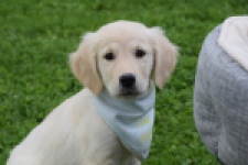 Retriever Golden (teef) 47060