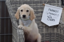 Retriever Golden (reu) 46598