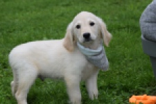 Retriever Golden (reu) 46598