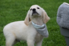 Retriever Golden (reu) 46598