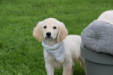 Retriever Golden (reu) 46598