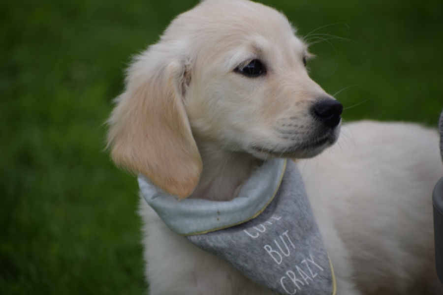 Retriever Golden (reu) 46598