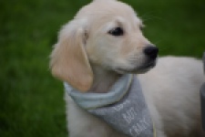 Retriever Golden (reu) 46598