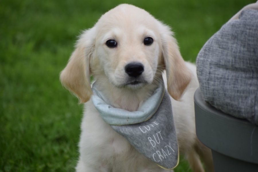 Retriever Golden (reu) 46598