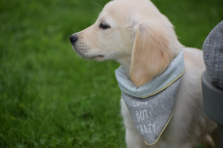 Retriever Golden (reu) 46598