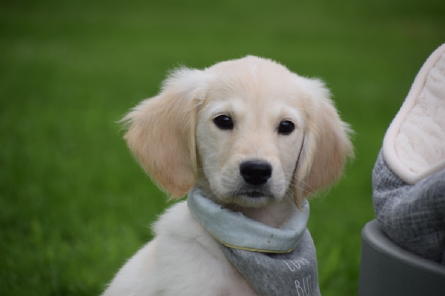 Retriever Golden (reu) 46598