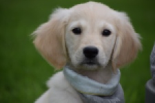 Retriever Golden (reu) 46598