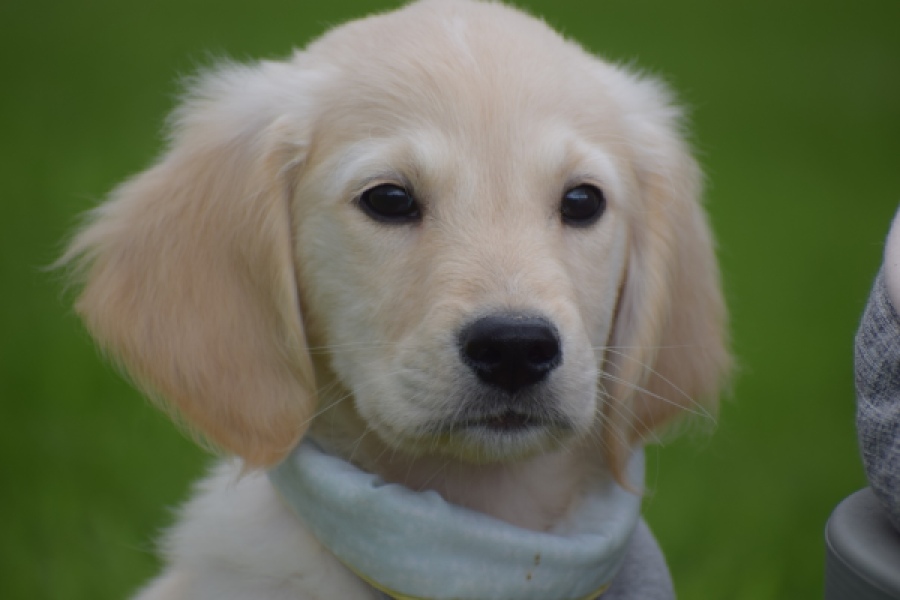 Retriever Golden (reu) 46598